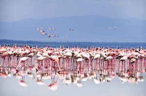 Kenya - Africa