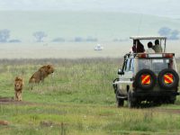 tourists in an off-road vehicle watching lions in the ngorongoro crater in tanzania