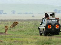 tourists in an off-road vehicle watching lions in the ngorongoro crater in tanzania